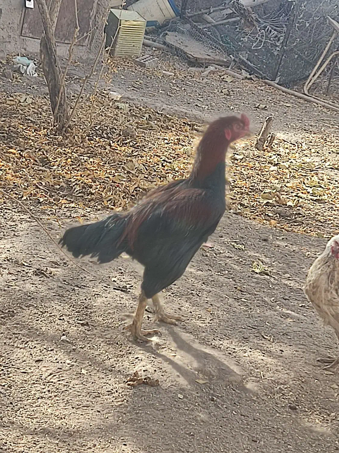 لاری|حیوانات مزرعه|راین, |دیوار