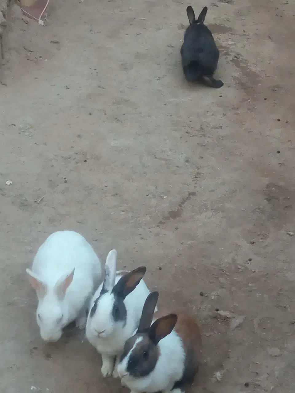 فروش خرگوش|موش و خرگوش|یزد, |دیوار