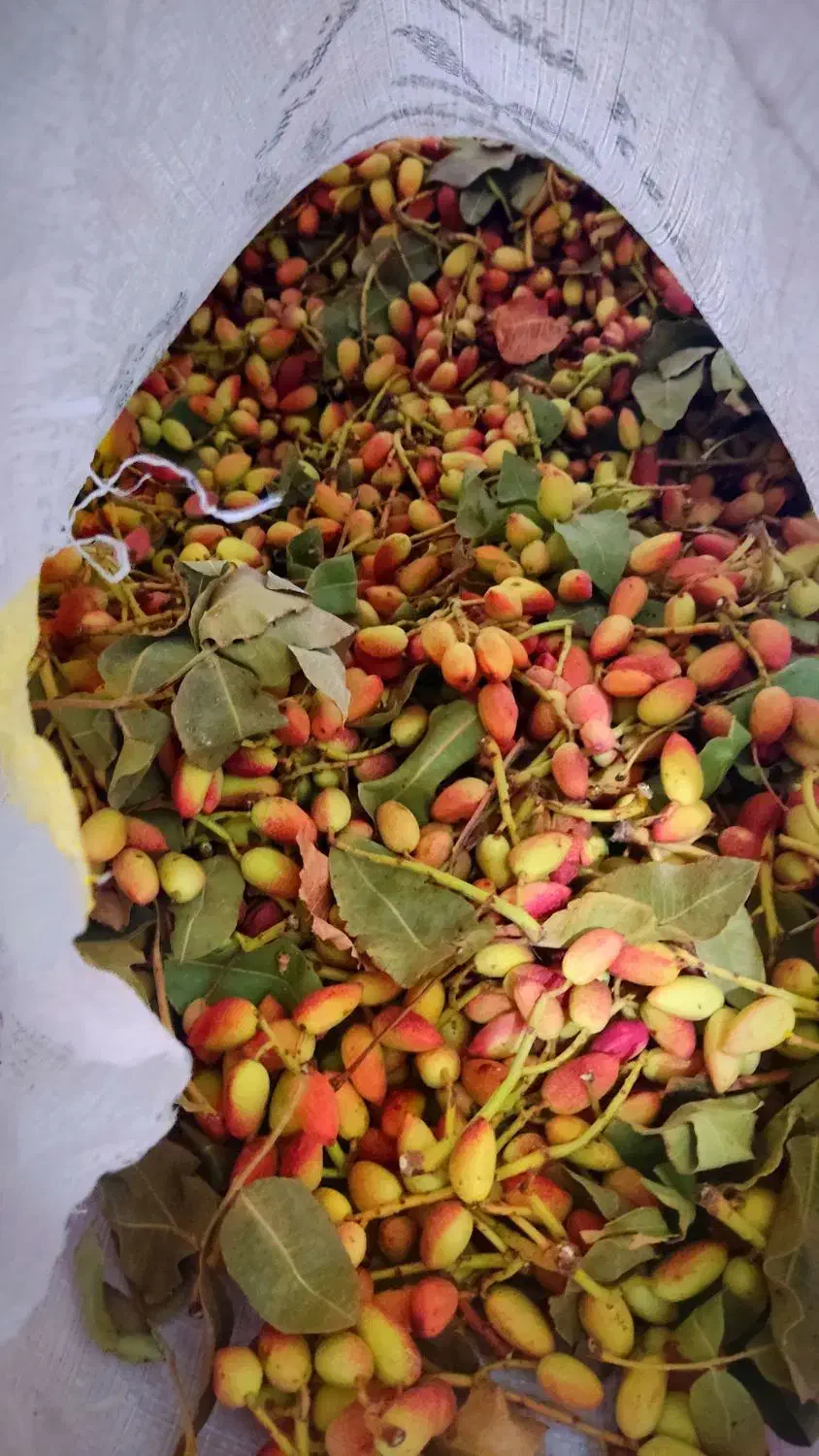 پسته|خوردنی و آشامیدنی|قم, زند آباد|دیوار