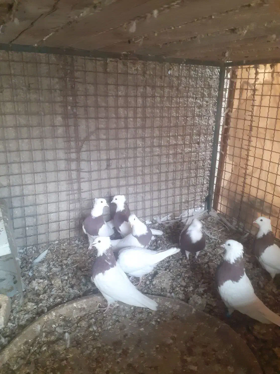 طوقی .سینه سبز .|پرنده|آباده, |دیوار