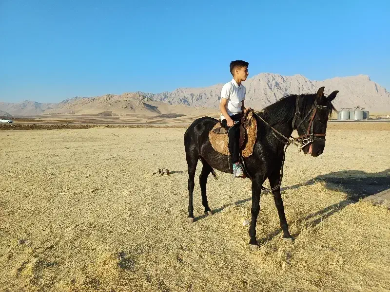 مادیان کرد همراه کره|حیوانات مزرعه|روانسر, |دیوار