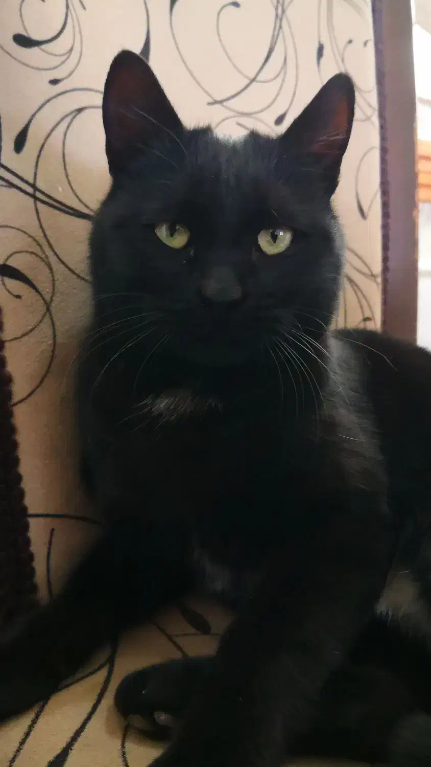 گربه گم شده|حیوانات|تبریز, |دیوار