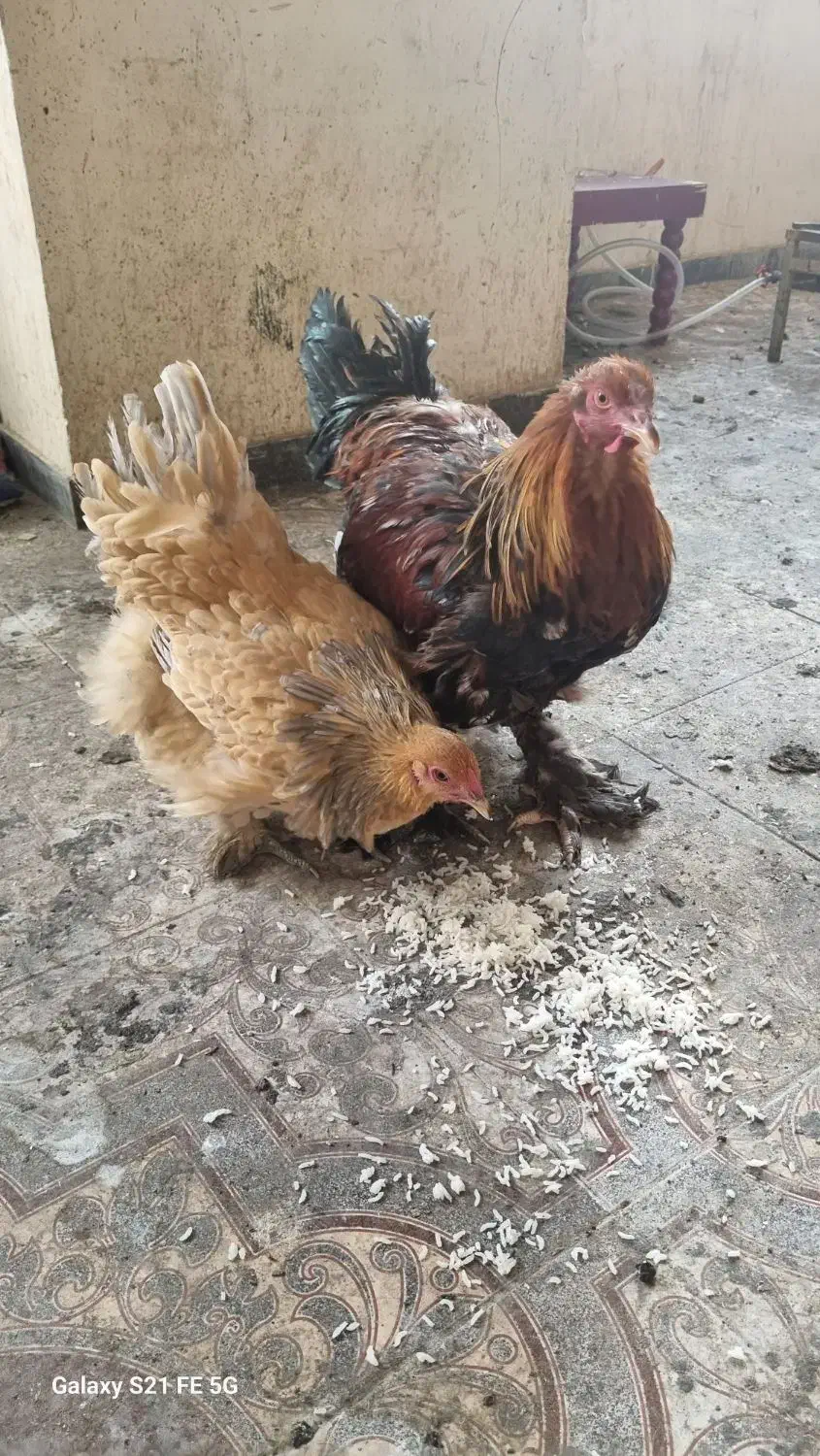 مرغ خروس برهما|حیوانات مزرعه|گلستان (تهران), |دیوار