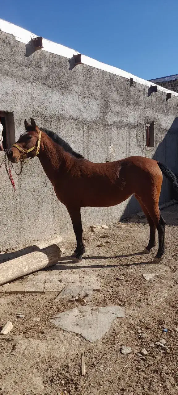 اسب سالم و سرحال|اسب و تجهیزات اسب‌سواری|نوبران, |دیوار