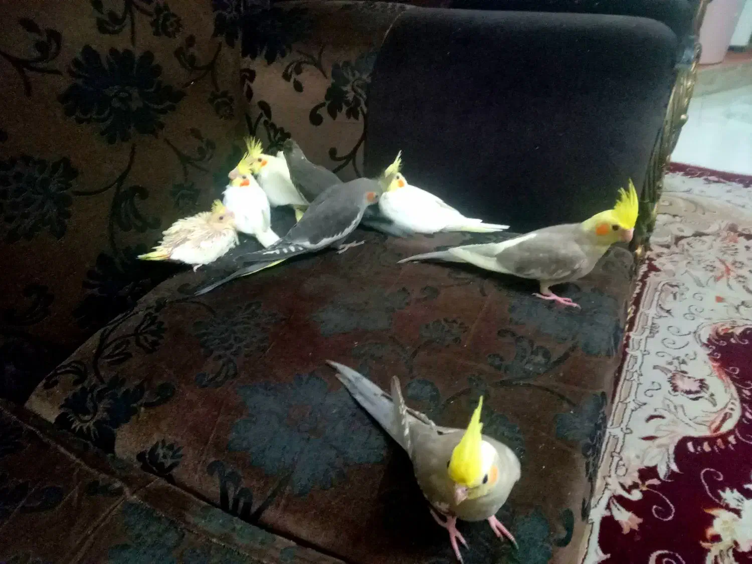 ۸عددجوجه سرلاکی ودون خوربزرگ شده با بهترین شرایط|پرنده|آمل, |دیوار