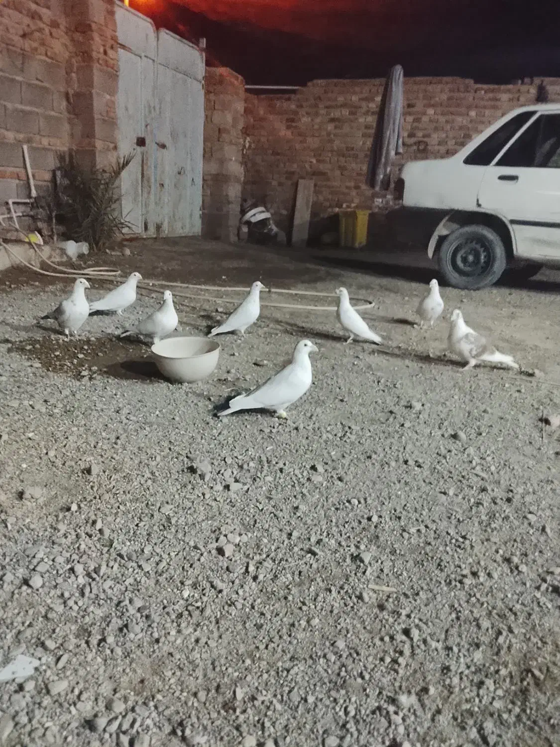 8عددنر (خاش)|پرنده|سراوان, |دیوار