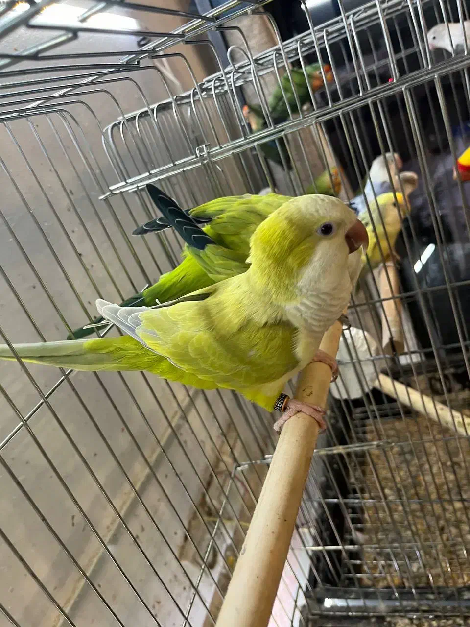 طوطی راهب سبز پسته ای و اپلاین|پرنده|آمل, |دیوار