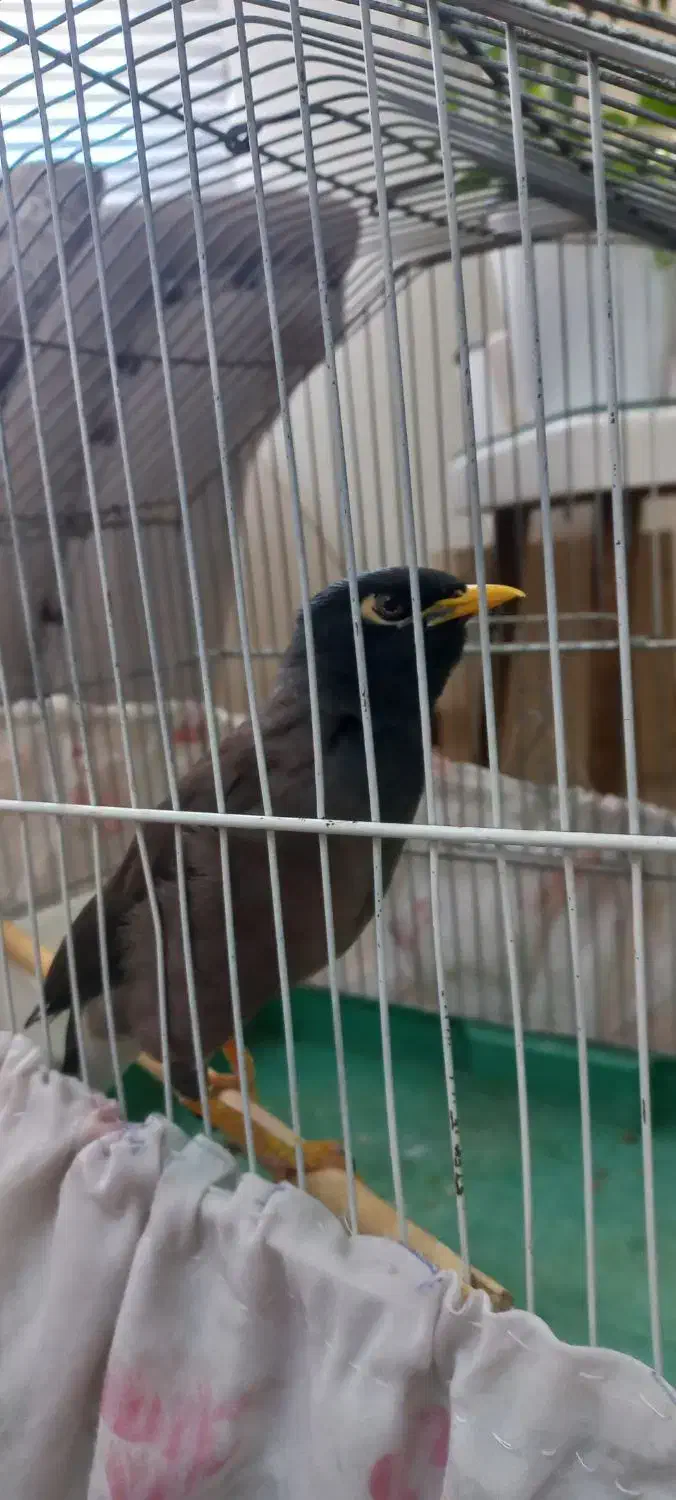 مرغ مینا سرحال سخنگو|پرنده|پردیس, فاز ۴|دیوار