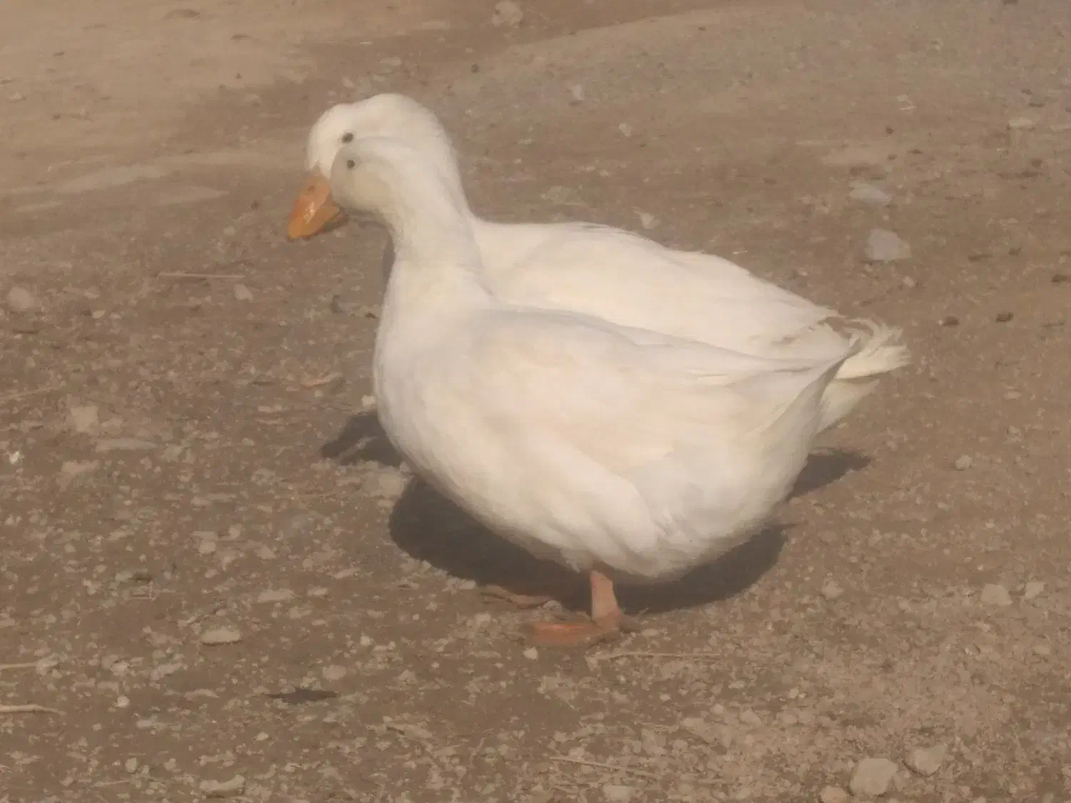 اردک|پرنده|لردگان, |دیوار