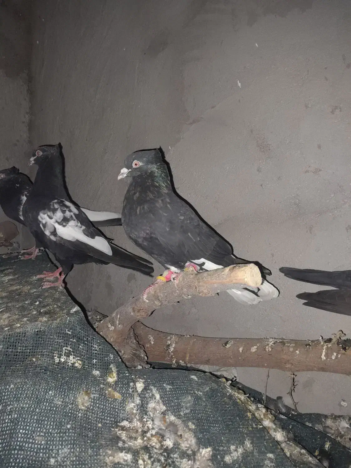 پرنده رنگی|پرنده|مسجد سلیمان, |دیوار