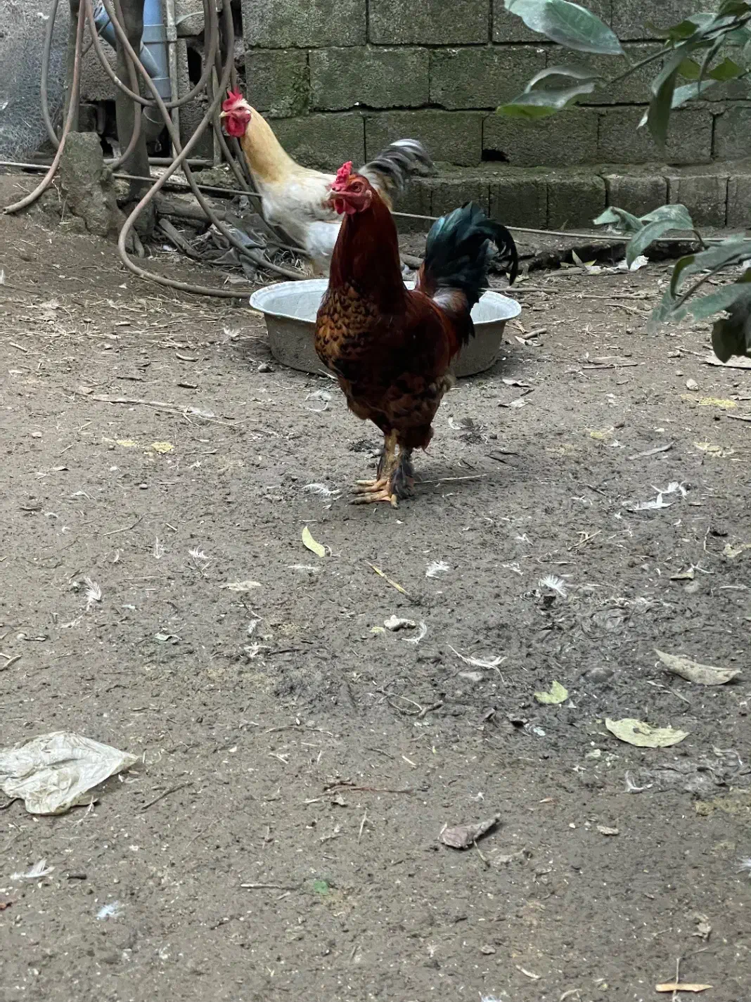 خروس پاپر|حیوانات مزرعه|لنگرود, |دیوار