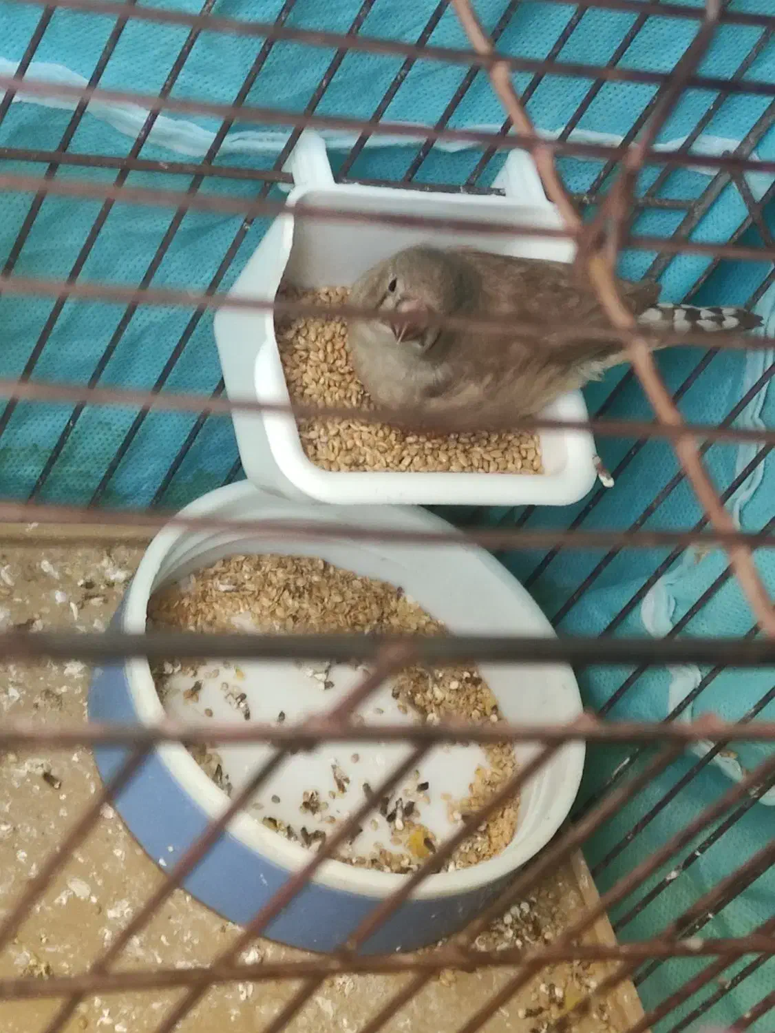 ۱ دانه جوجه فنچ|پرنده|بیجار, |دیوار