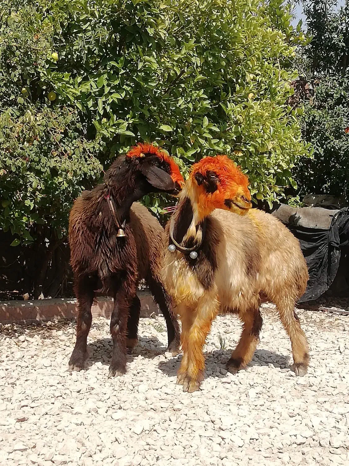 فروش میش بره کهره بز شیشک بختیاری شهر کردی|حیوانات مزرعه|کوار, |دیوار