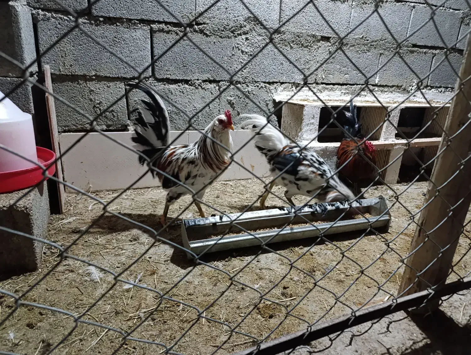 خروس گلین|حیوانات مزرعه|ابریشم, |دیوار