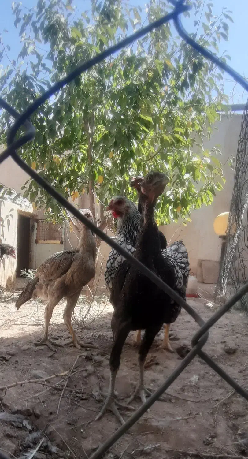 مرغ و خروس رسمی و لاری اصیل|حیوانات مزرعه|مشهد, توس (بلوار توس)|دیوار