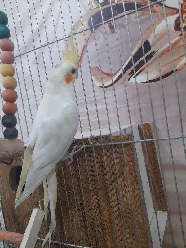 عروس هلندی لوتیتو و قفس و لانه|پرنده|قیدار, |دیوار