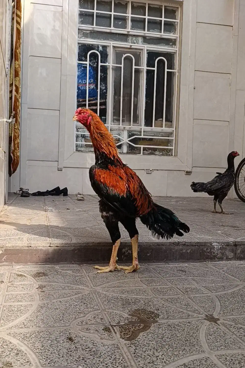 خروس لاری مرغ لاری|حیوانات مزرعه|تربت جام, اسماعیل آباد|دیوار