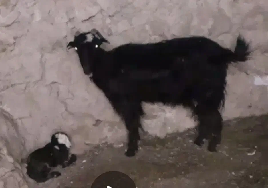 بز وکهره|حیوانات مزرعه|لامرد, |دیوار