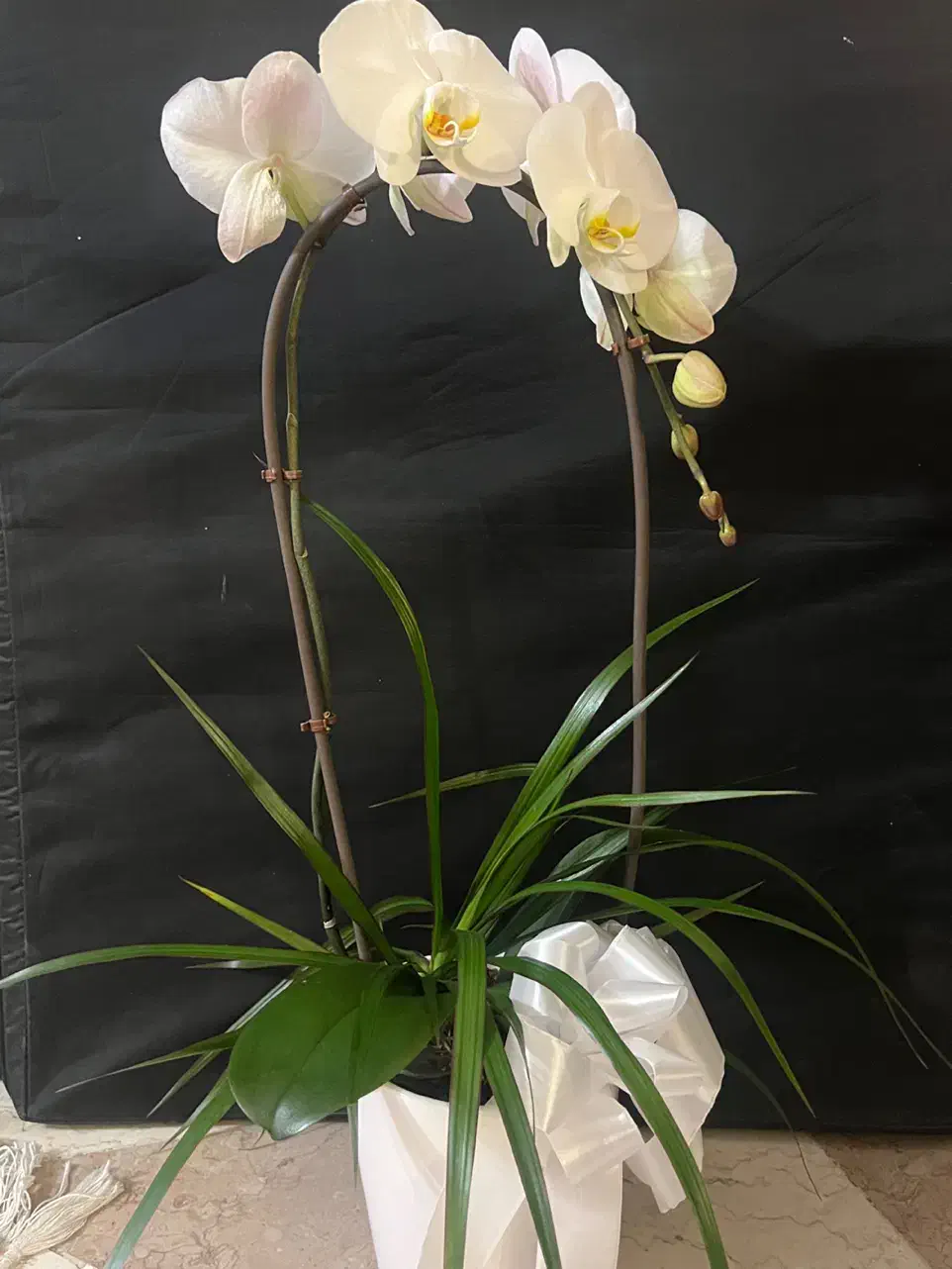 گل ارکیده|گل و گیاه طبیعی|تهران, قلهک|دیوار