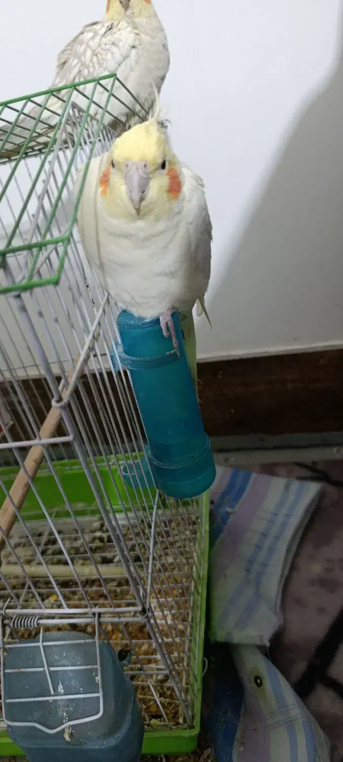 عروس هلندی|پرنده|آشخانه, |دیوار