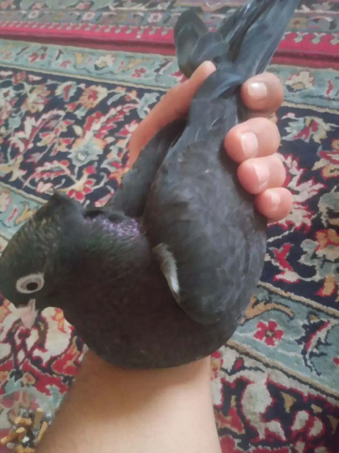 دو عدد کبوتر سبز آبادانی|پرنده|ایذه, |دیوار