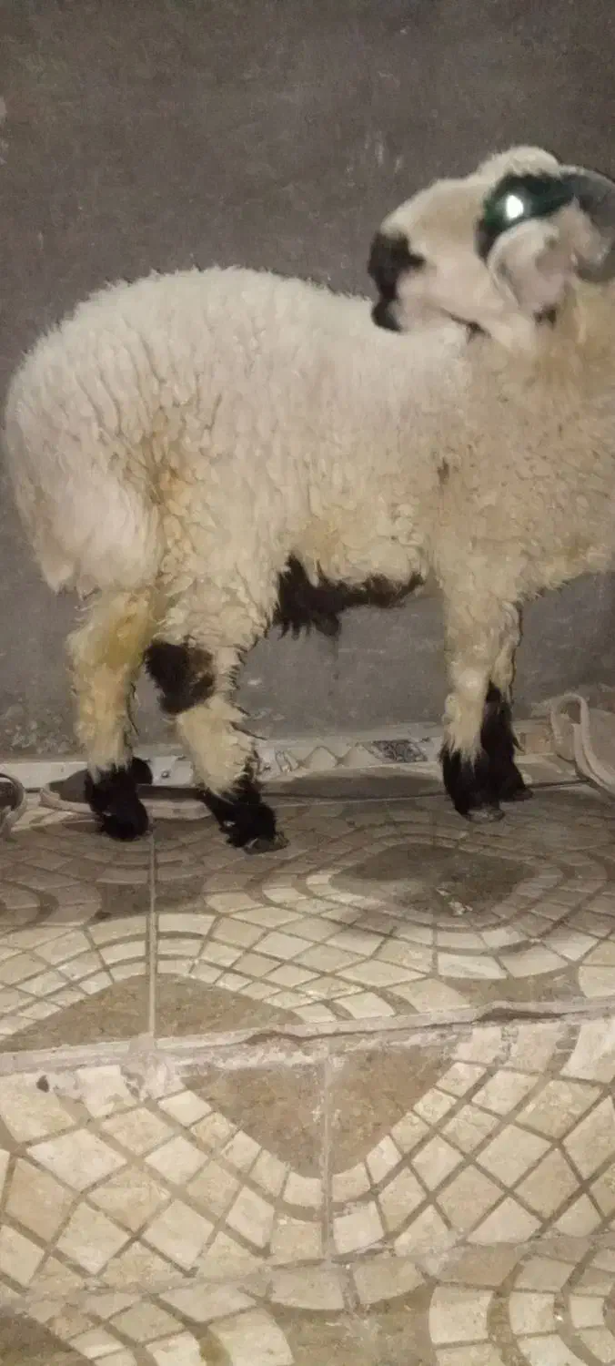 کابور بره نر وطنی زابل|حیوانات مزرعه|زاهدان, |دیوار