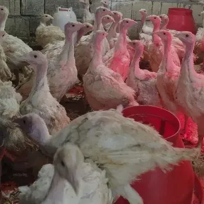 نیمچه بوقلمون گوشتی بیوتی|حیوانات مزرعه|قزوین, |دیوار