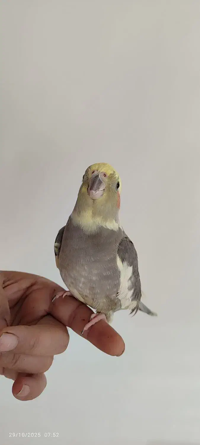 عروس هلندی|پرنده|علیآباد کتول, |دیوار