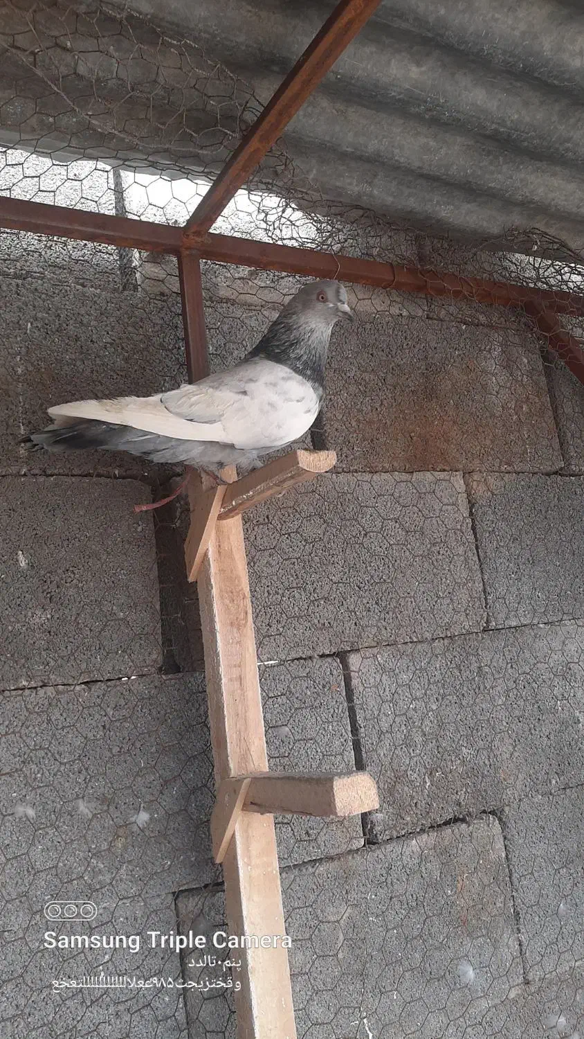 کبوتر سینه سبز|پرنده|مرودشت, کناره|دیوار