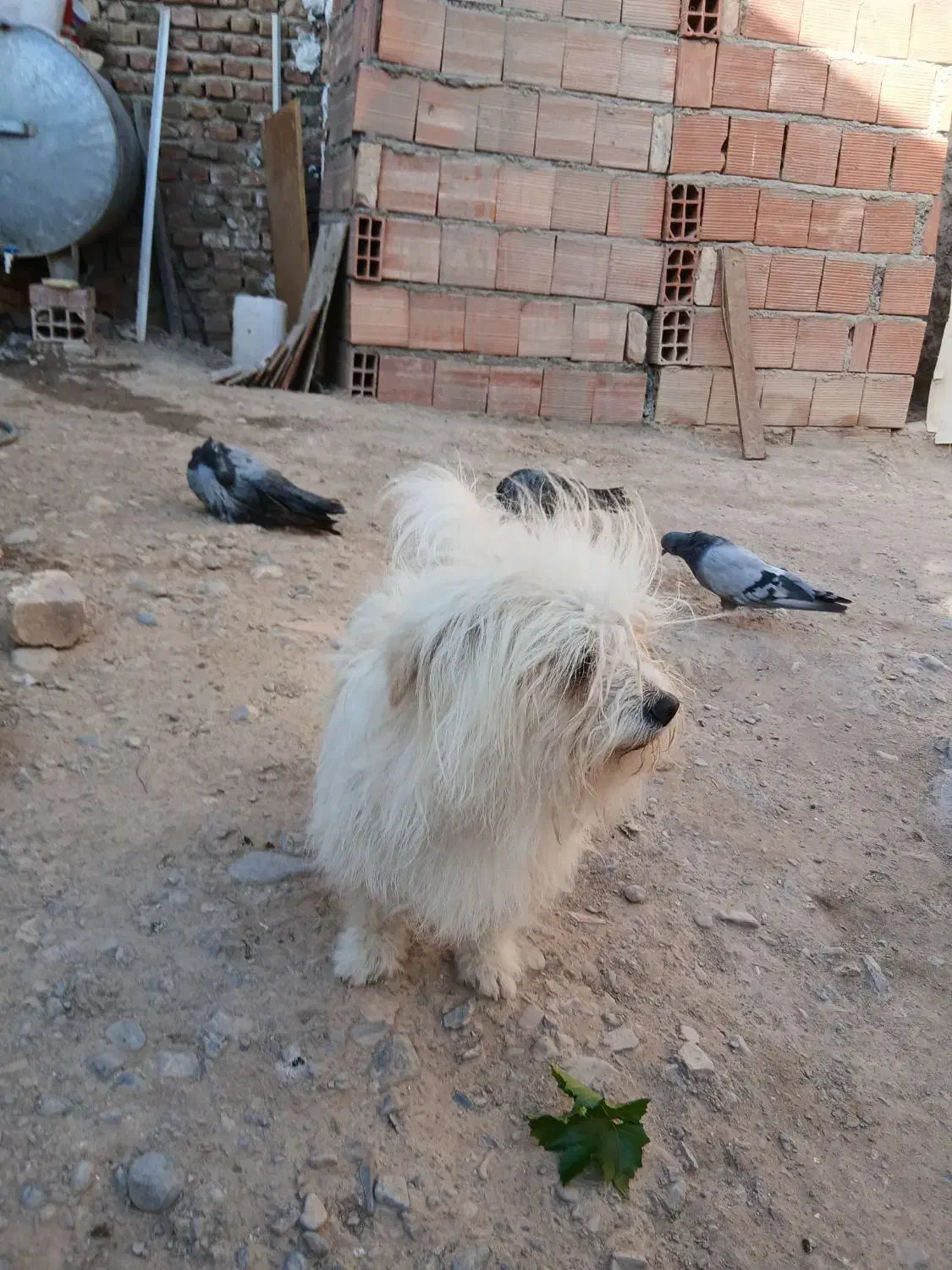 گمشده سگ|حیوانات|بم, |دیوار