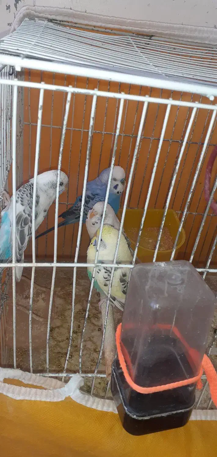 مرغ عشق|پرنده|بروجن, |دیوار