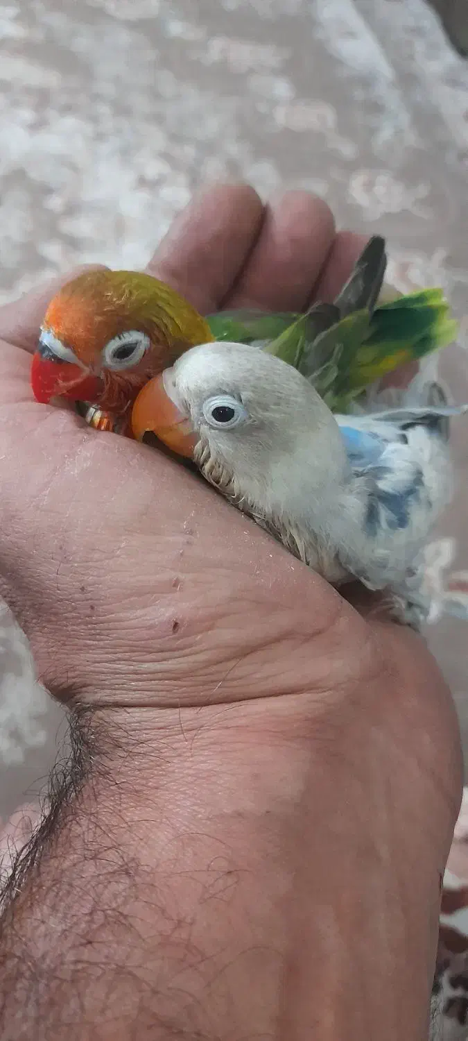 طوطی برزیلی دستی|پرنده|پاکدشت, پاکدشت (مامازند)|دیوار