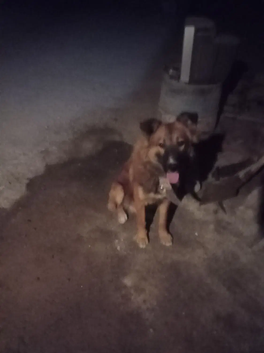 گم‌شده|حیوانات|ماهدشت, |دیوار