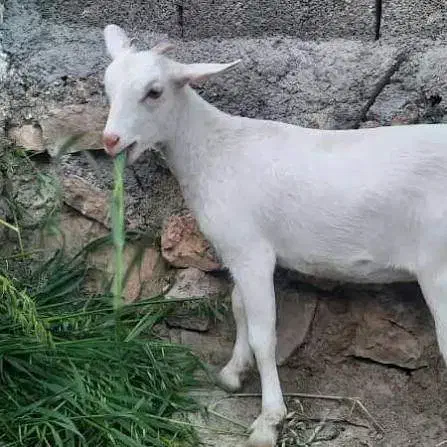 فروش گوسفند|حیوانات مزرعه|قلعه گنج, |دیوار