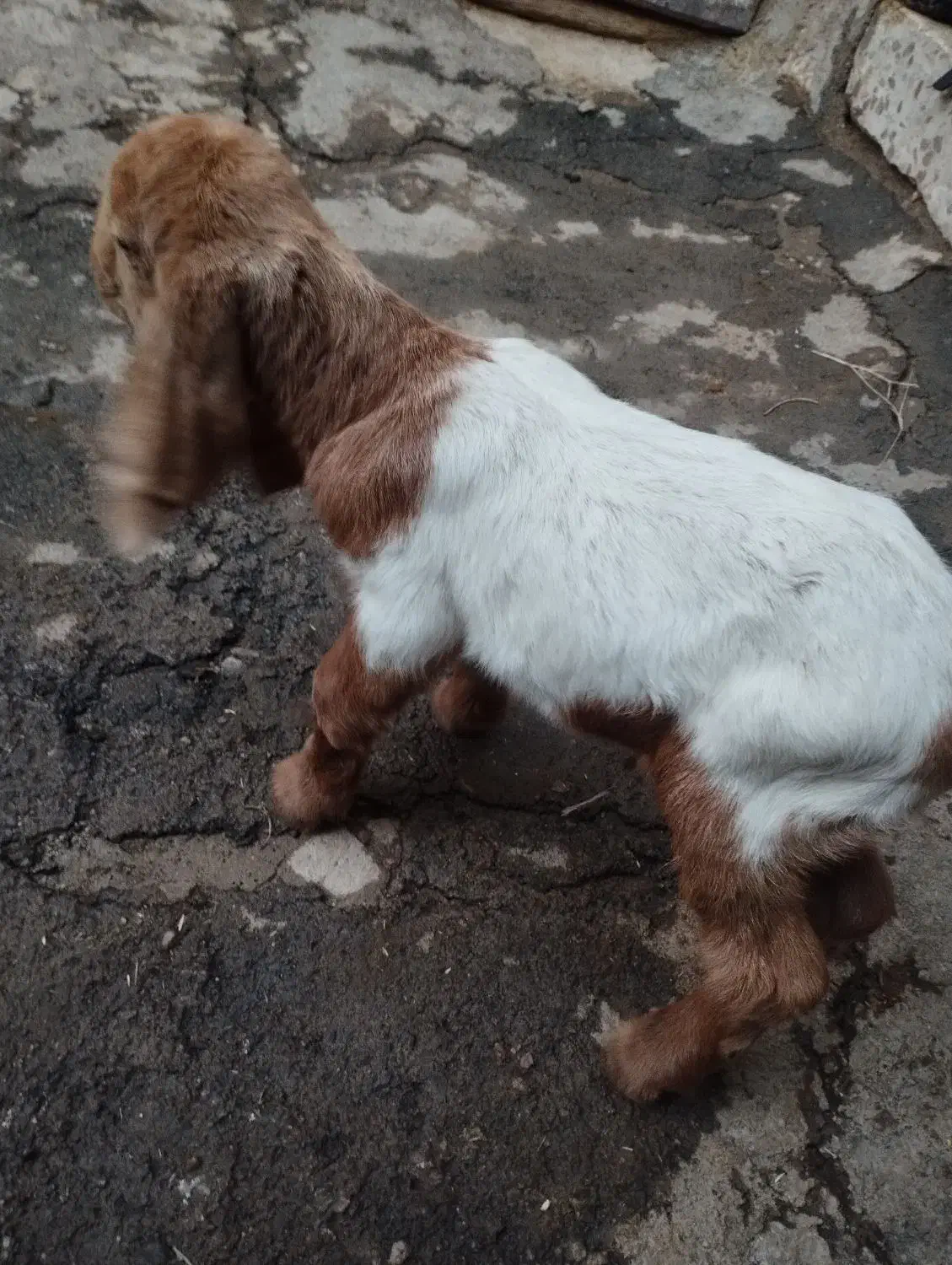 بزغاله نر نژدی|حیوانات مزرعه|بروجرد, |دیوار