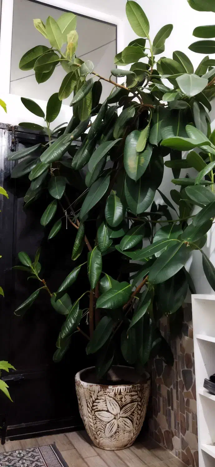 گل وگیاه|گل و گیاه طبیعی|سیلوانه, |دیوار