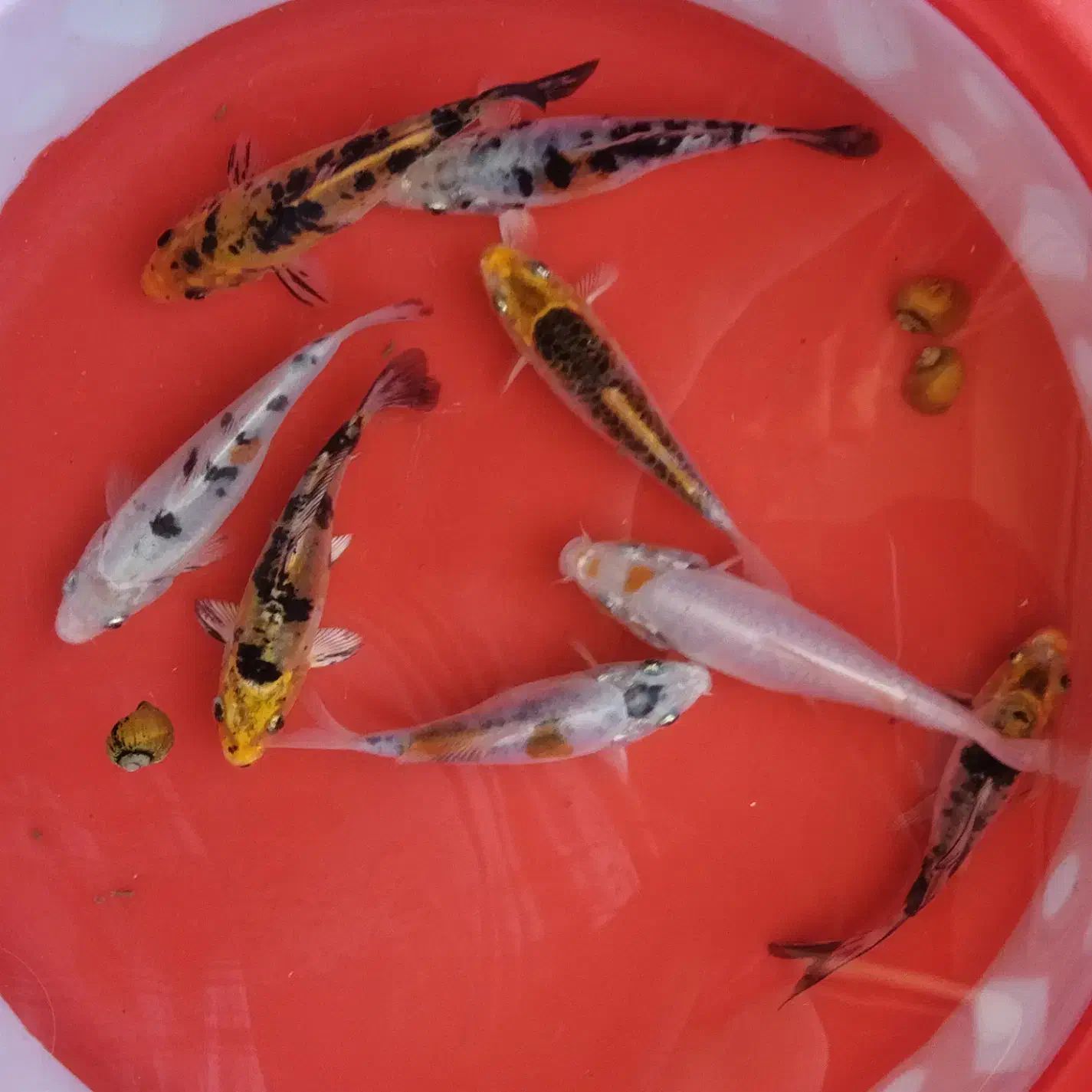 8 عدد کوی پوست چرم (نژاد مختلف)|ماهی|تبریز, |دیوار