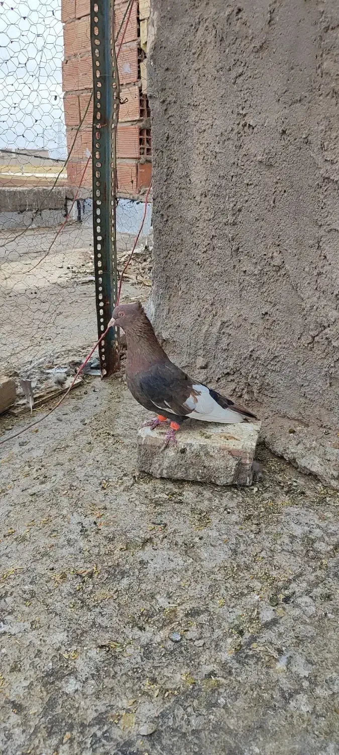 سینه گلی|پرنده|رفسنجان, |دیوار