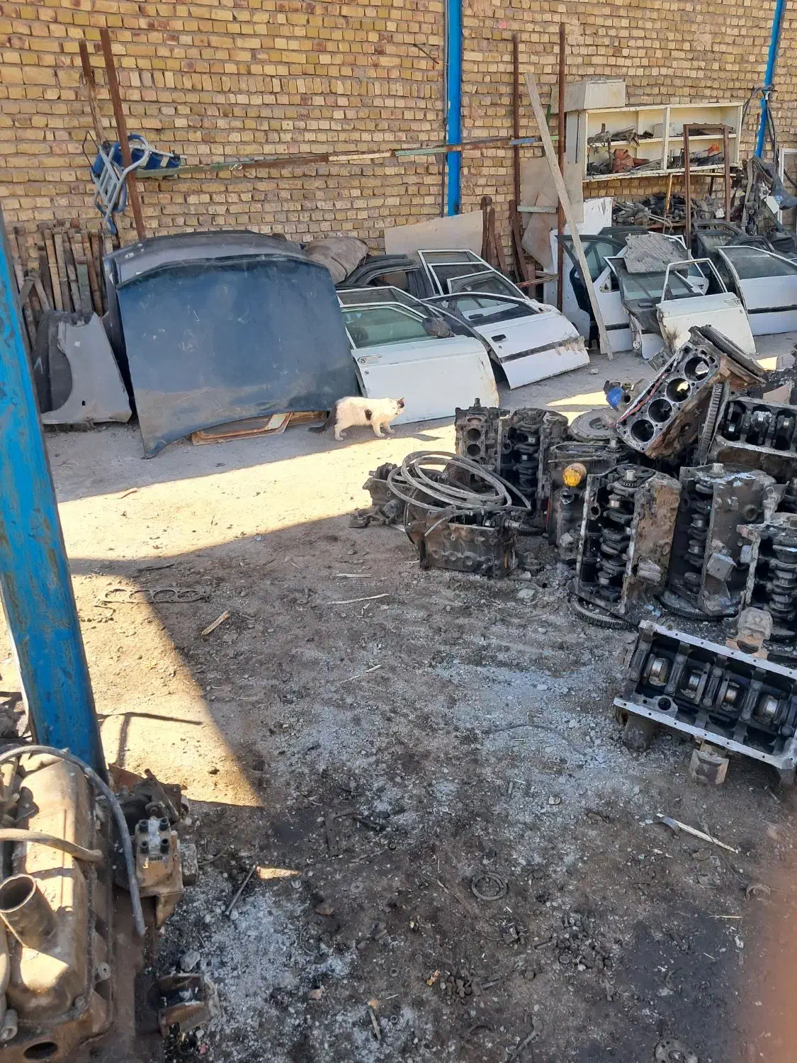 گربه پرشین|گربه|تربتحیدریه, حاجی یار|دیوار