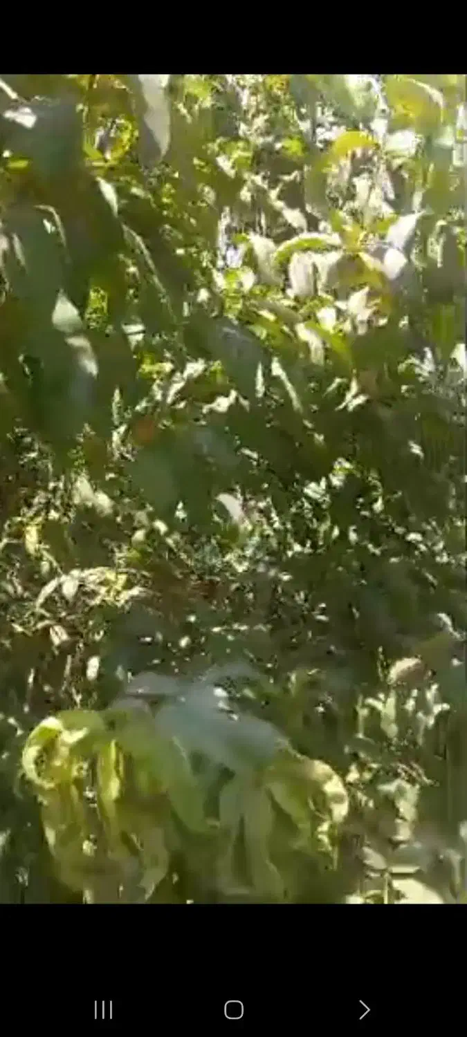 باغچه حسین آباد قاجار|فروش خانه و ویلا|قرچک, شهرک طلائیه|دیوار