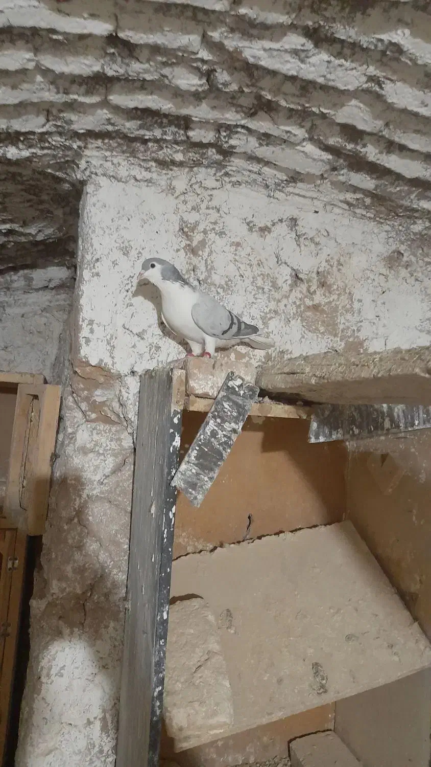 پرنده|پرنده|خلیل آباد, |دیوار