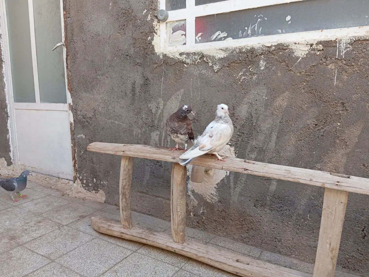 کفتر|پرنده|قم, شهدا|دیوار