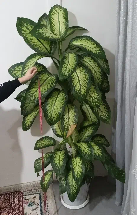 گل دیفن با خیا|گل و گیاه طبیعی|کرمانشاه, |دیوار