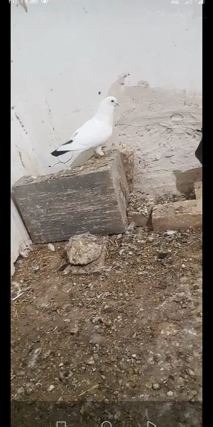 کفتر دم سیاه|پرنده|باخزر, |دیوار