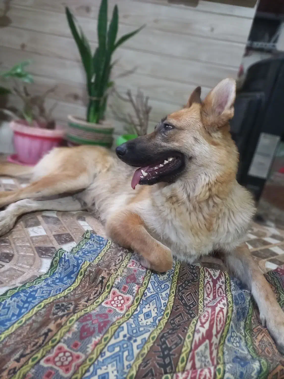 ژرمن ورک ماده|سگ|ورامین, خیر آباد|دیوار