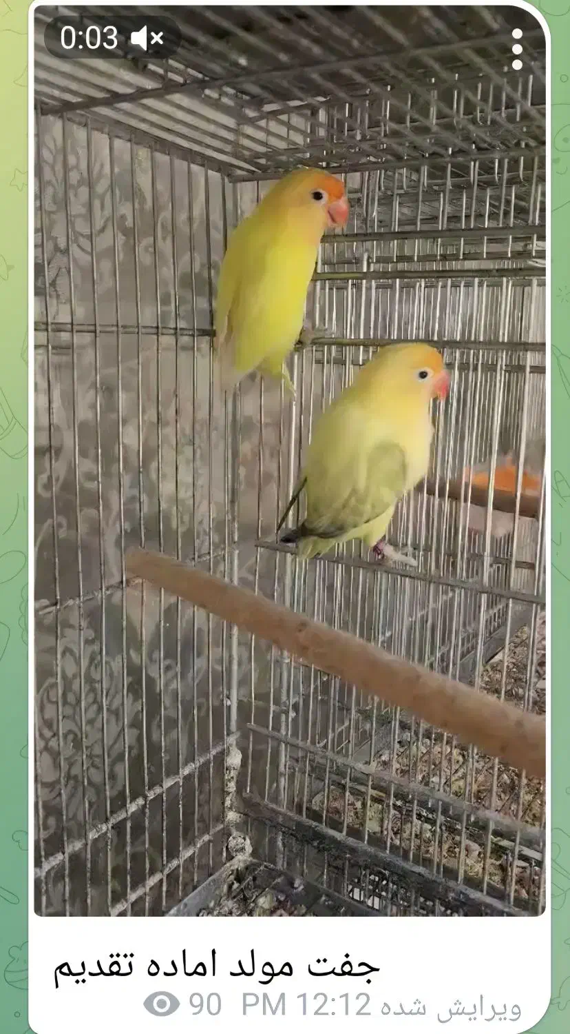 طوطی برزیلی|پرنده|کرج, شهرک بنفشه|دیوار