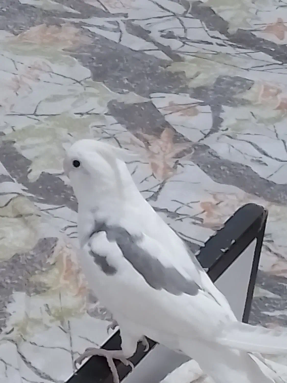 عروس هلندی فول اهلی|پرنده|پیرانشهر, |دیوار