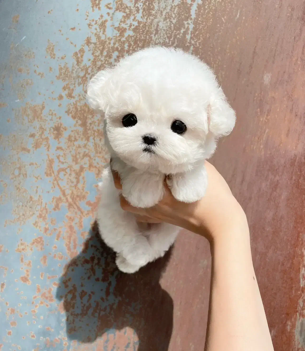 پودل مالتیز مینی|سگ|تهران, حر|دیوار