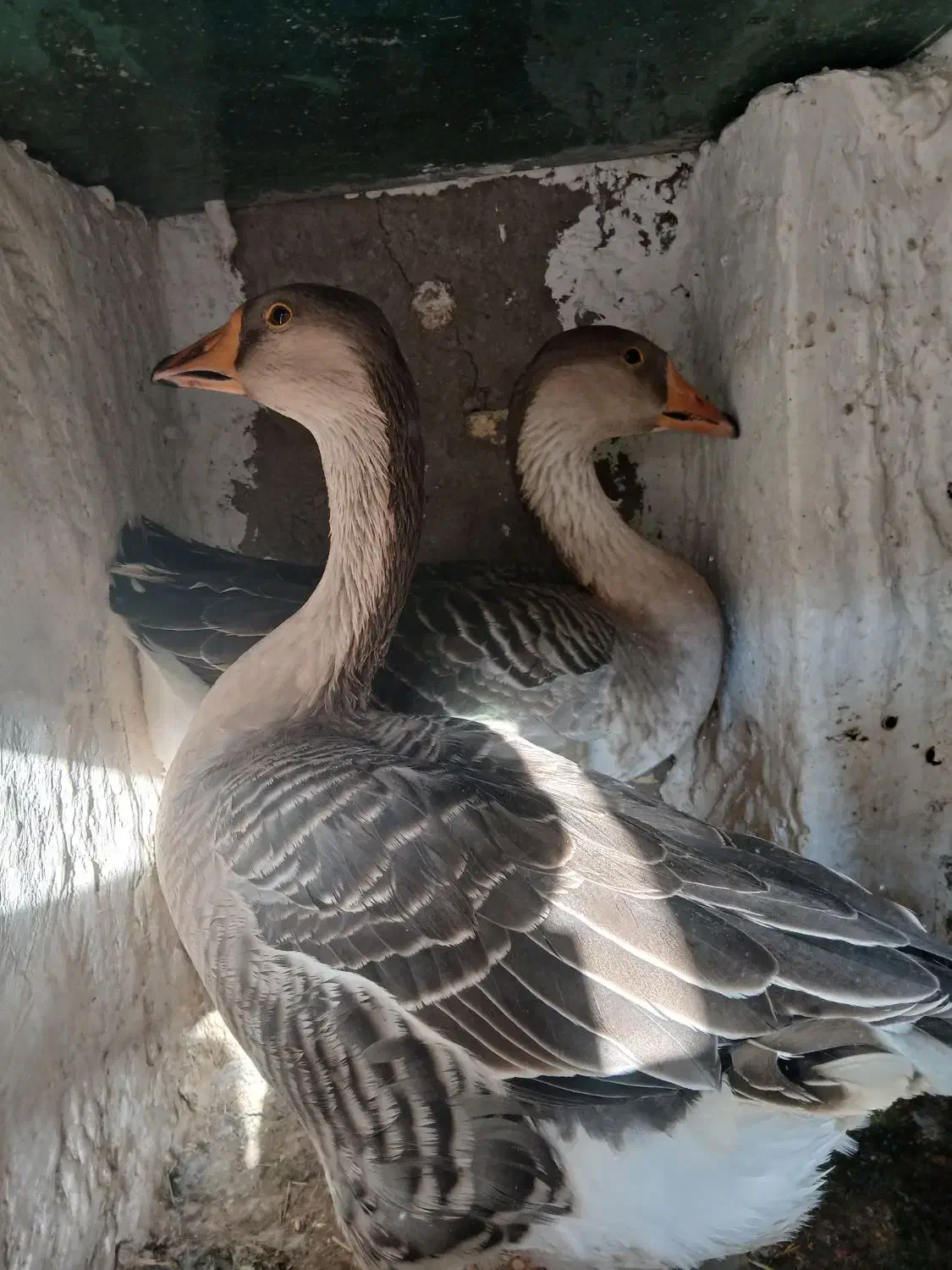 قوغاز اوکراینی.|حیوانات مزرعه|برخوار, |دیوار