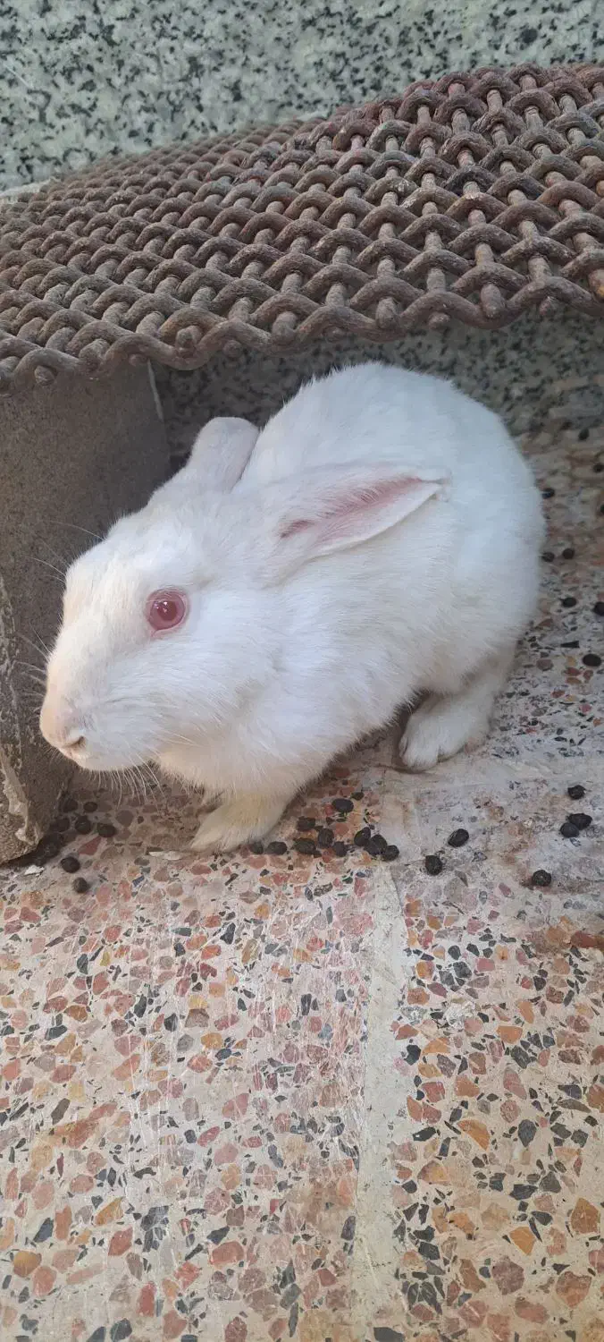 خرگوش|موش و خرگوش|شیراز, شهرک آرین|دیوار